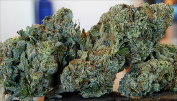 Buy Alaskan Thunder Fuck Strain online Europe