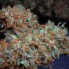 Buy White Widow Strain Online Europe