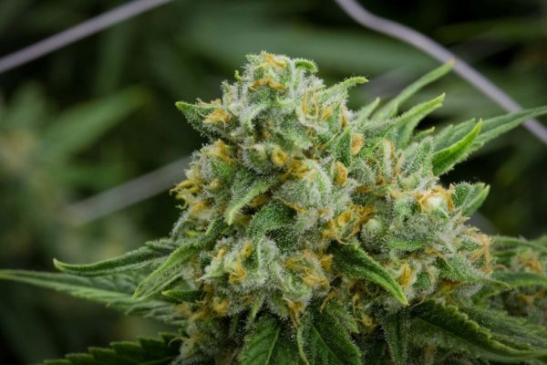 Buy Green Crack Strain Online