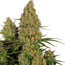 Buy Caramellow Kush Online Italy